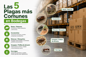 Infografía de las 5 plagas más comunes en empresas de Bogotá y Cundinamarca